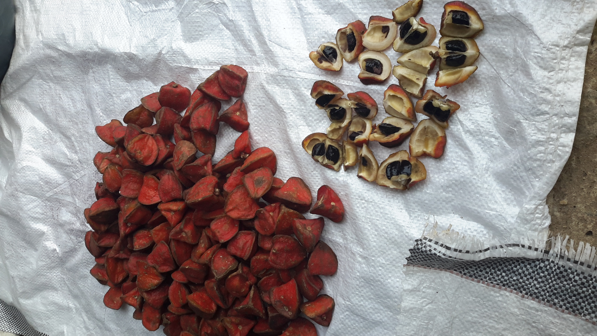 THAUMATO COCCUS DANIELLII