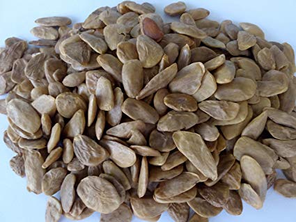 PICRALIMA NITIDA SEEDS(AKUAMMA SEEDS)